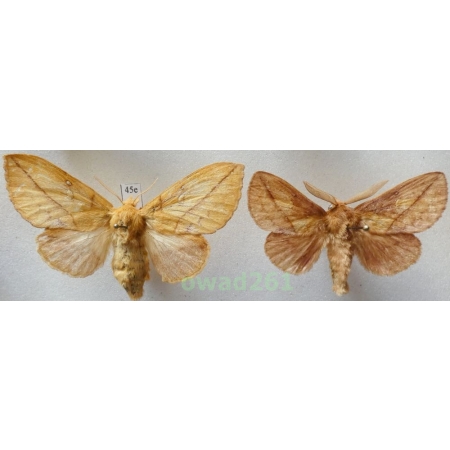 Euthrix potatoria (Linnaeus, 1758) pair Poland45e